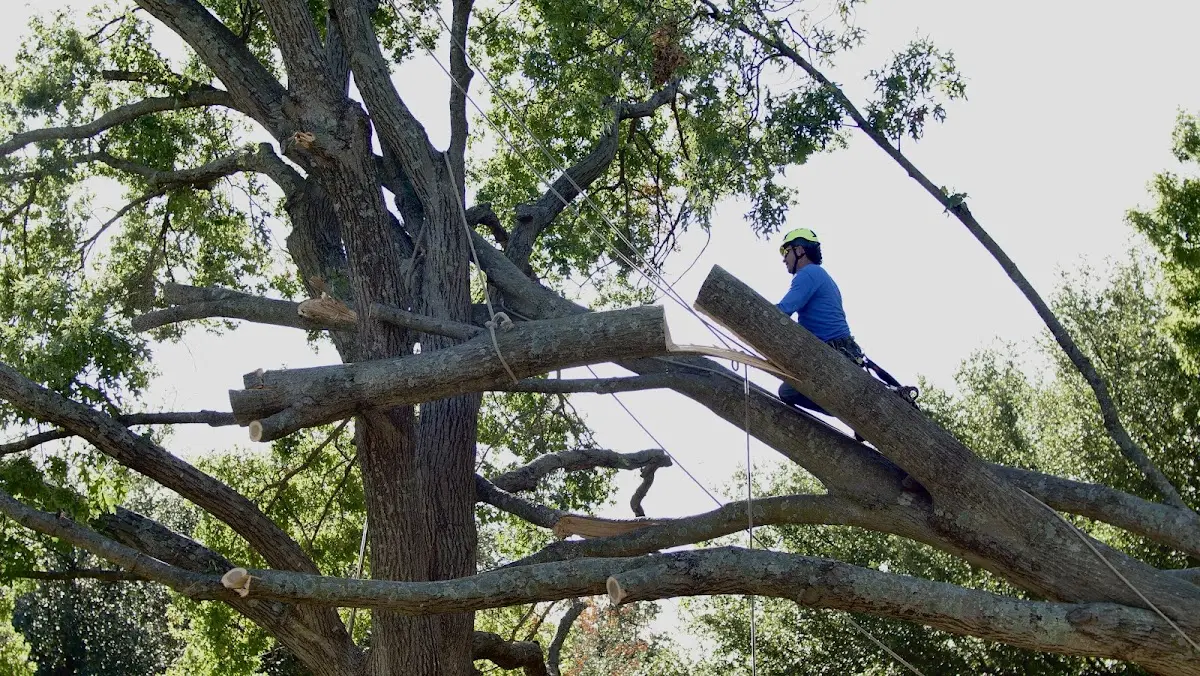 Professional Crown Thinning performed by certified arborists in Oakesdale